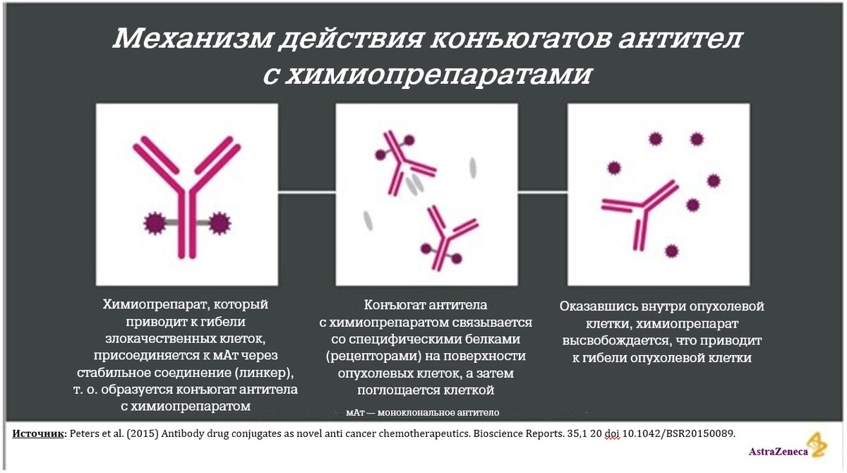 Механизм действия конъюгатов антител с химиопрепаратами